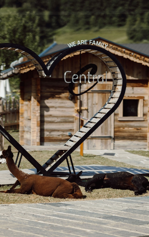 Alpakas im Streichelzoo des Central Holiday Resort Flachau